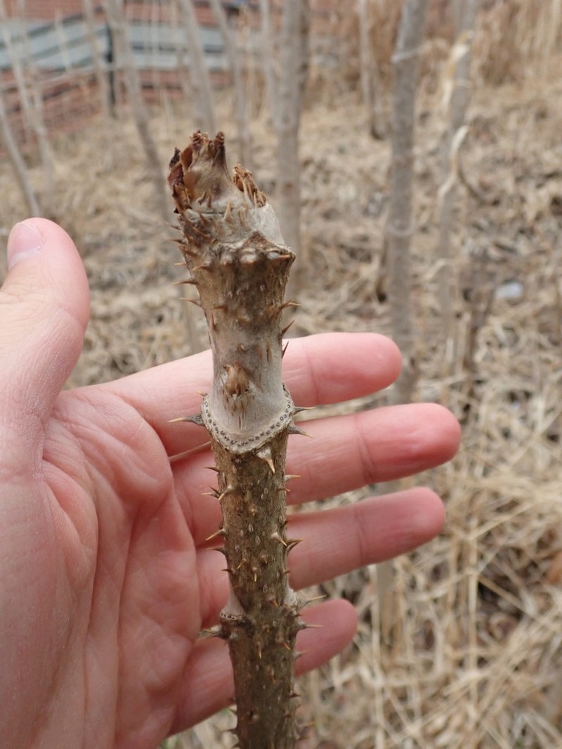 Japanese Angelica Tree photo 2