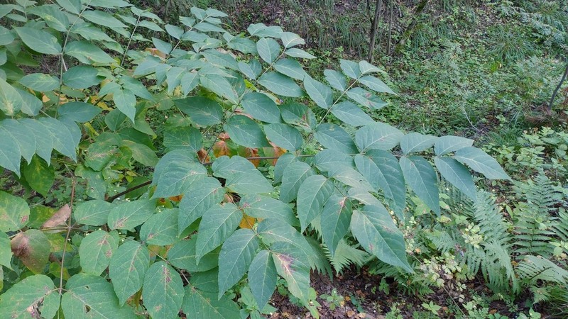Japanese Angelica Tree photo 3