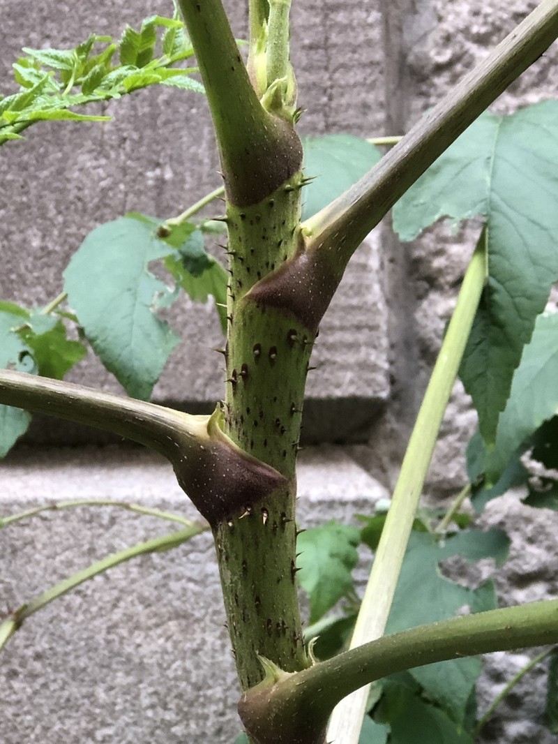 Japanese Angelica Tree photo 4