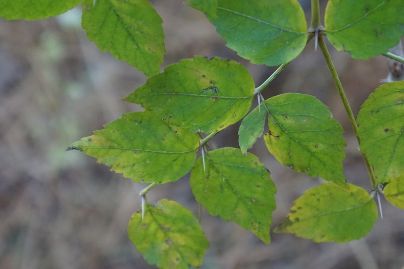 Japanese Angelica Tree photo 5