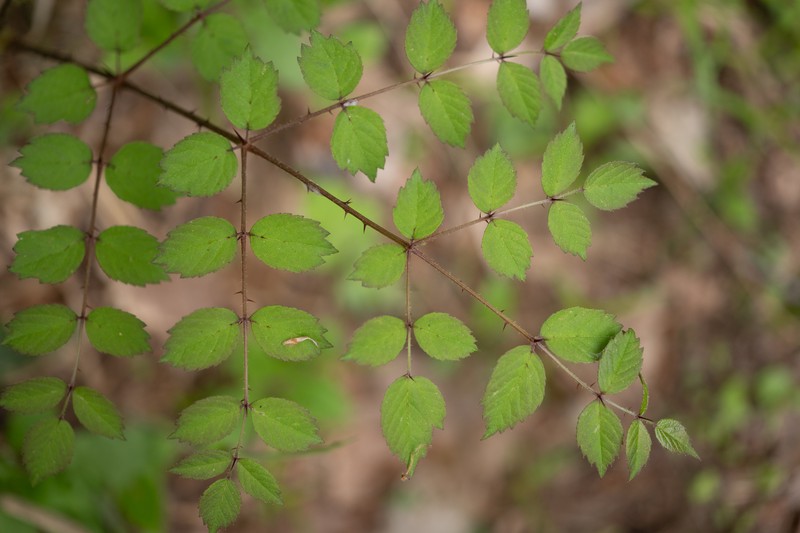 Aralia elata var. glabrescens