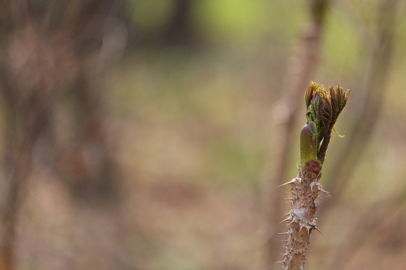 Aralia elata var. glabrescens photo 2