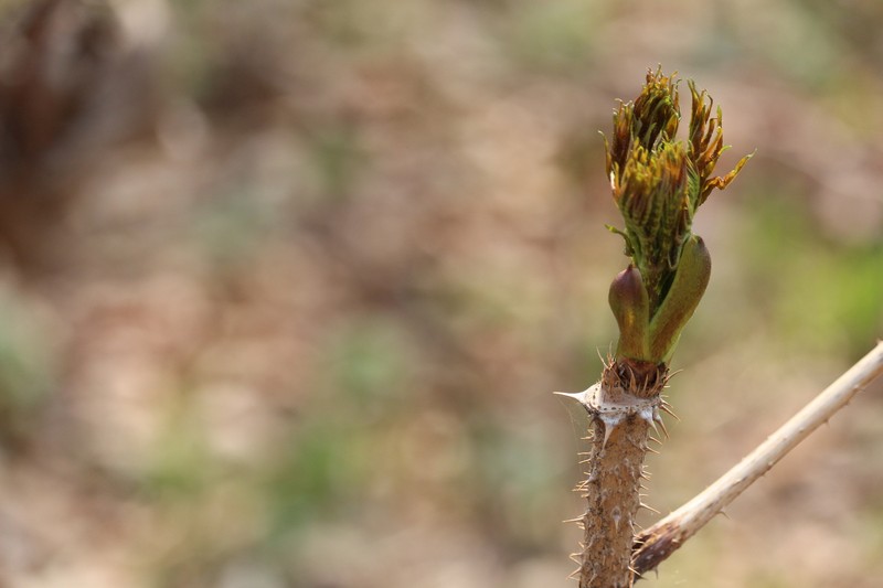 Aralia elata var. glabrescens photo 3