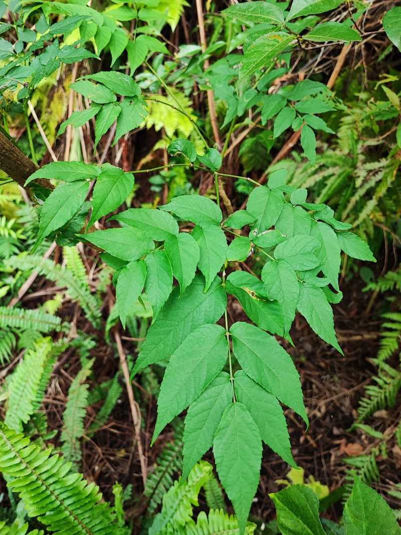 Aralia elata var. ryukyuensis