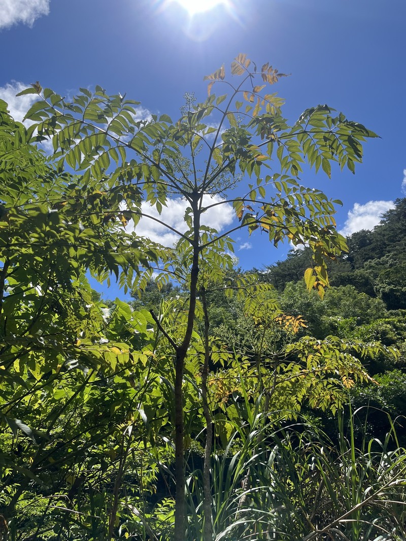 Aralia elata var. ryukyuensis photo 2