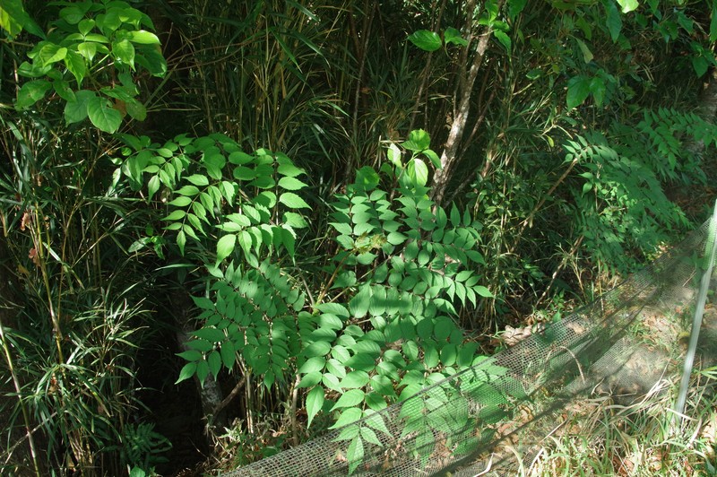 Aralia elata var. ryukyuensis photo 3