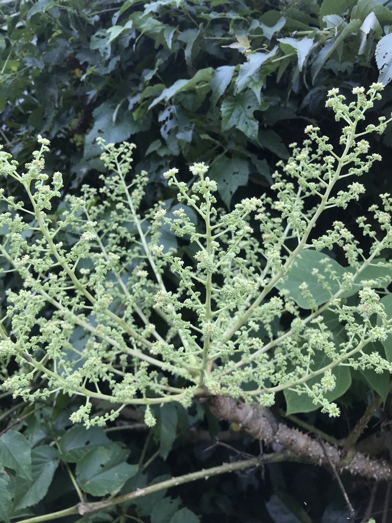 Aralia elata var. ryukyuensis photo 4