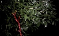 Aralia excelsa