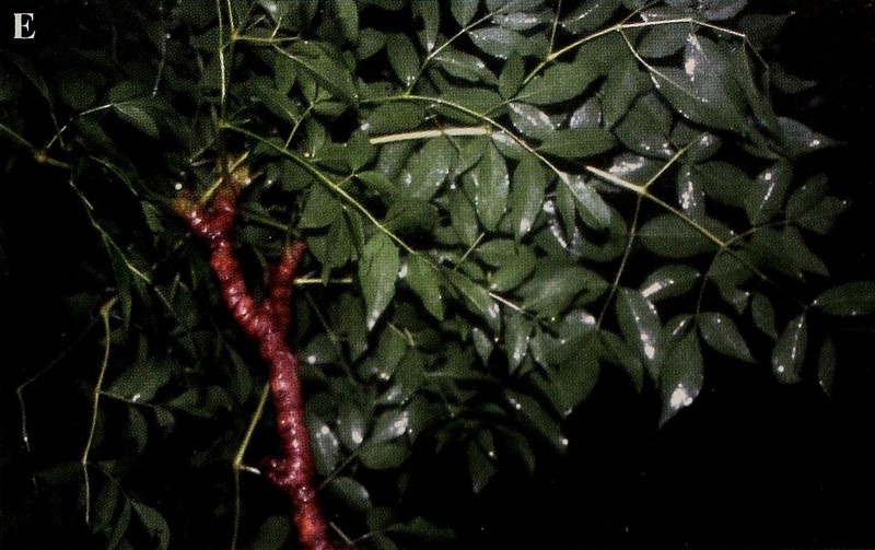 Aralia excelsa