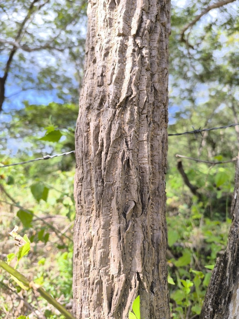 Aralia excelsa photo 2