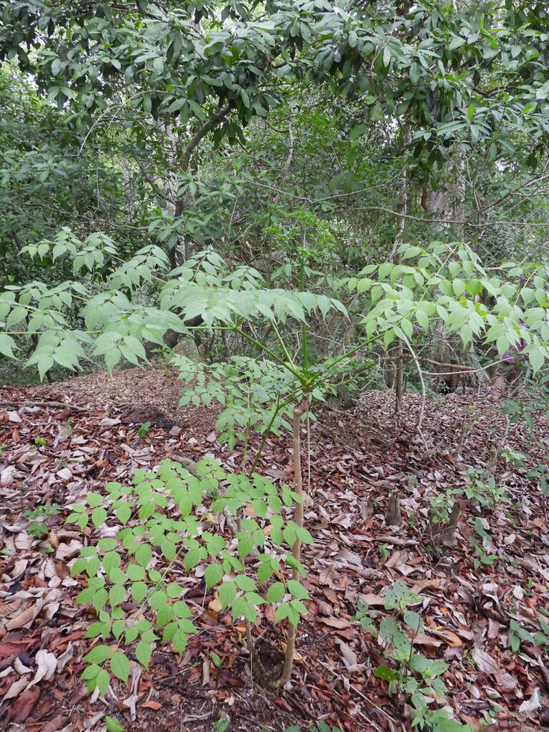 Aralia excelsa photo 3