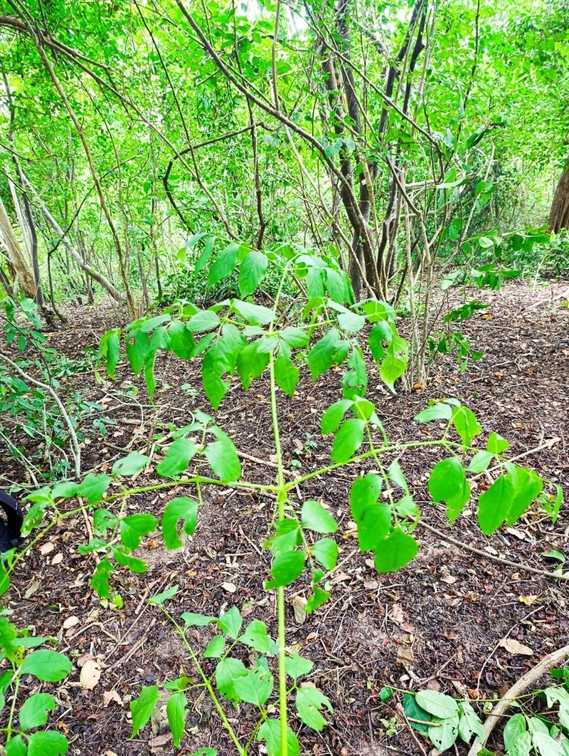 Aralia excelsa photo 4