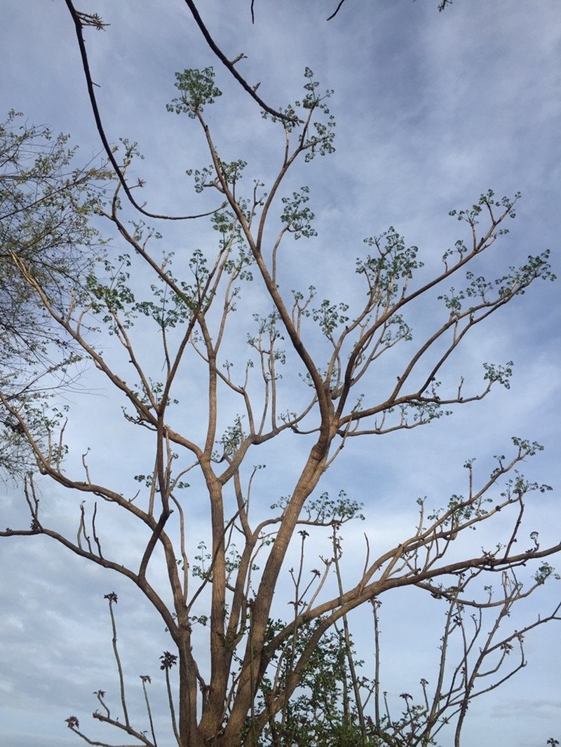 Aralia excelsa photo 5