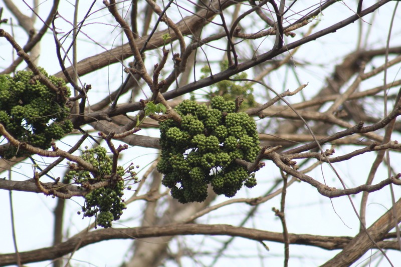 Aralia excelsa photo 6