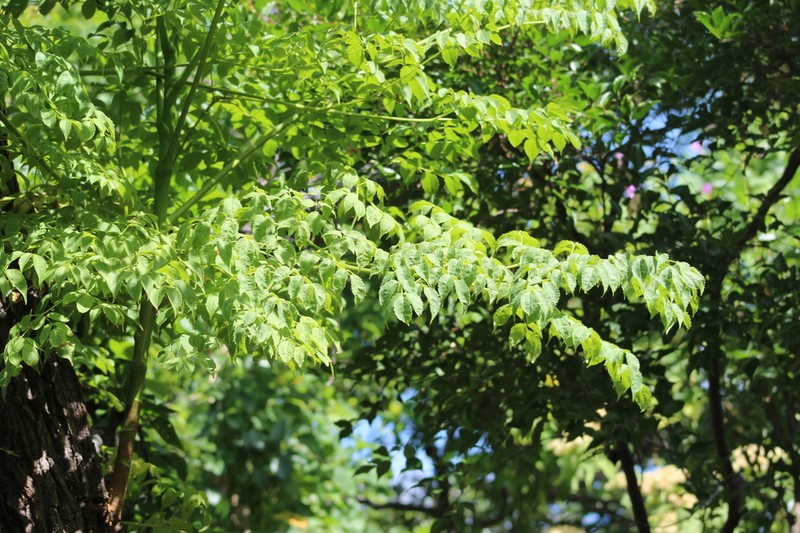 Aralia excelsa photo 7