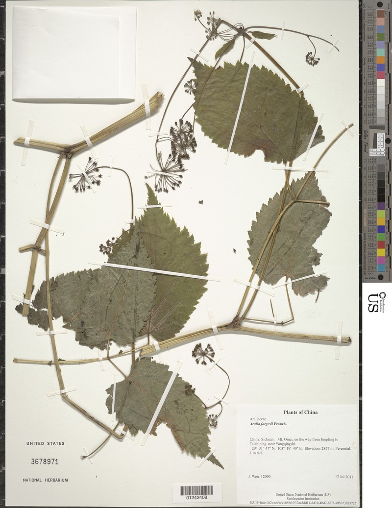 Aralia fargesii