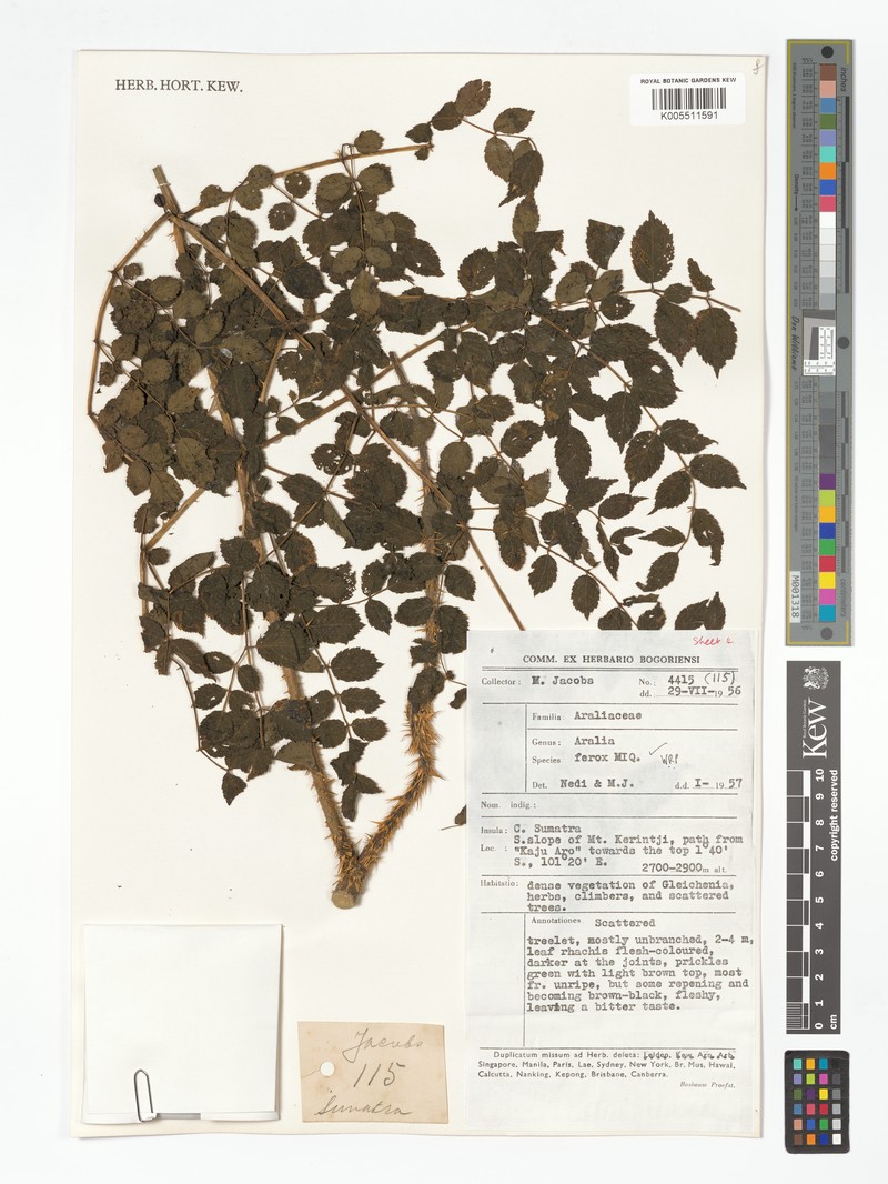 Aralia ferox photo 2