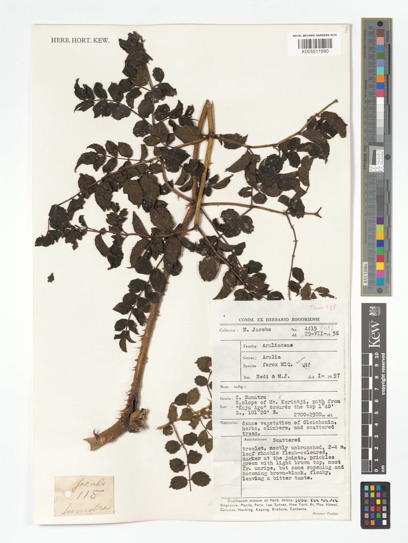 Aralia ferox photo 3