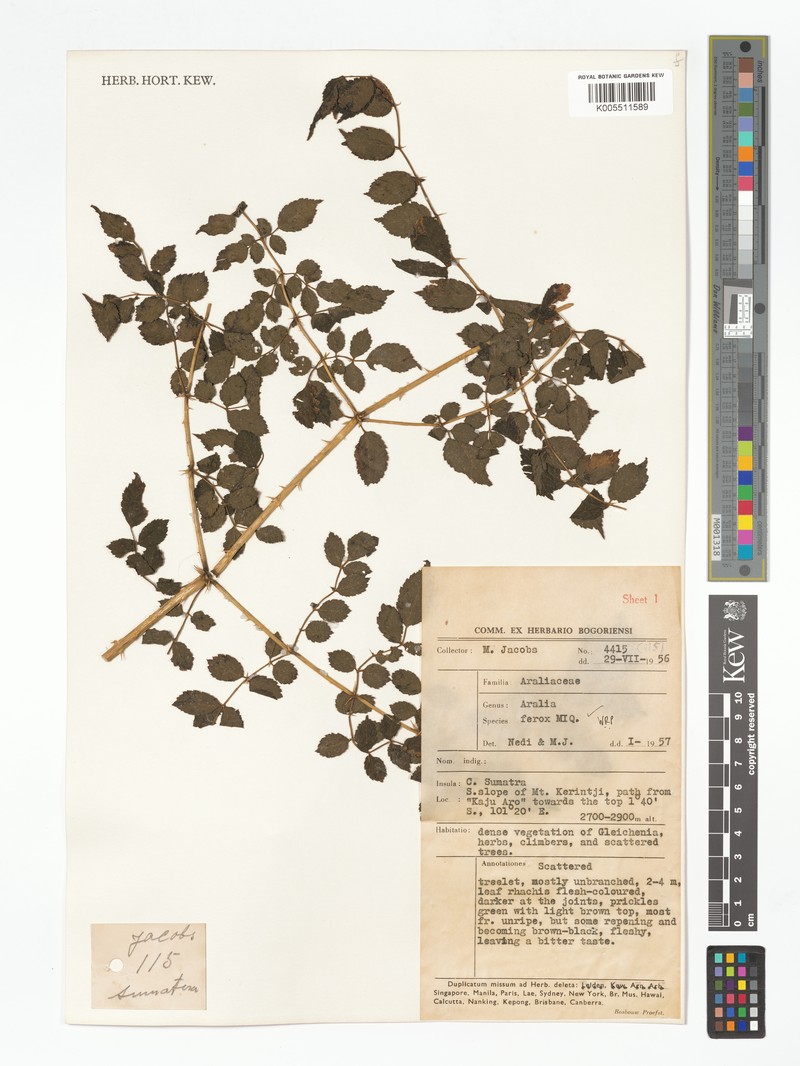 Aralia ferox photo 4
