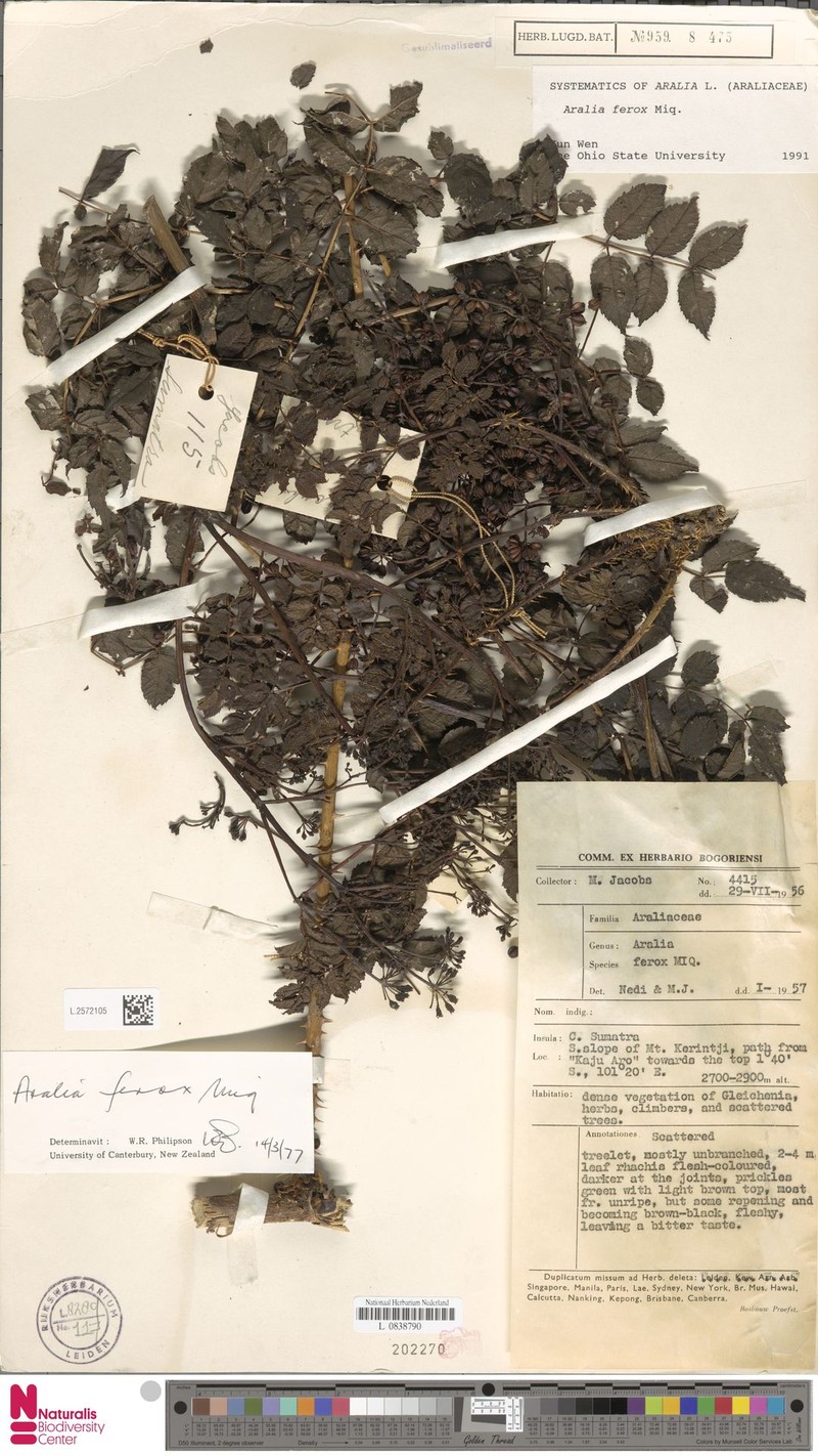 Aralia ferox