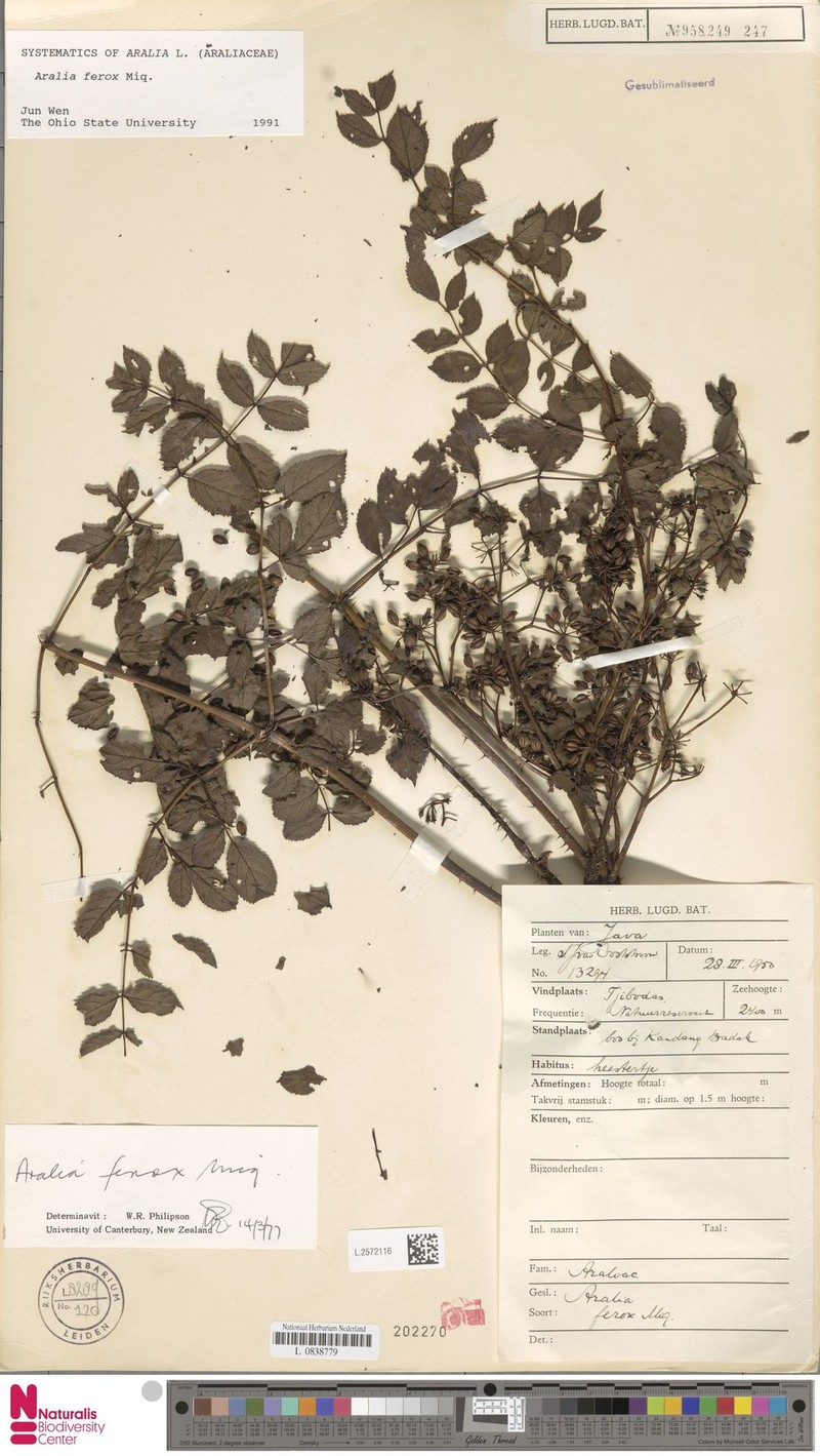 Aralia ferox photo 2