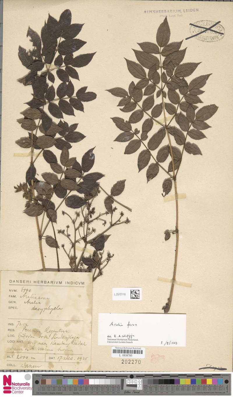 Aralia ferox photo 3