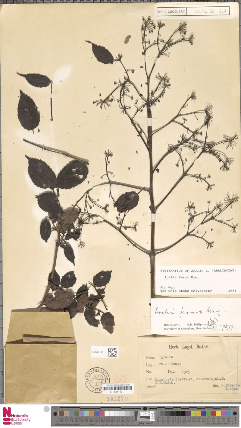 Aralia ferox photo 4