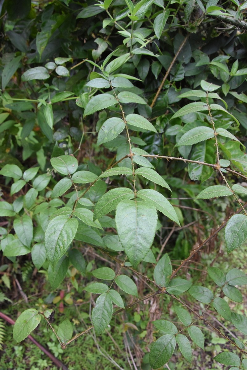 Aralia finlaysoniana