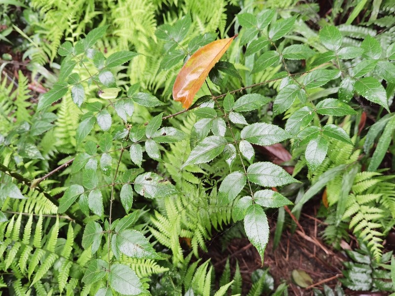 Aralia finlaysoniana photo 2