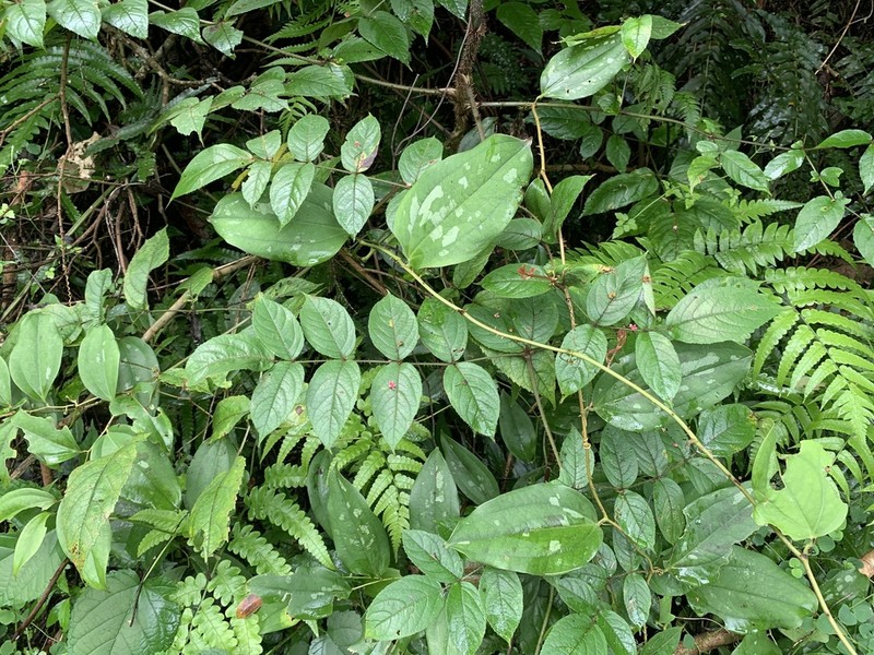 Aralia finlaysoniana photo 3