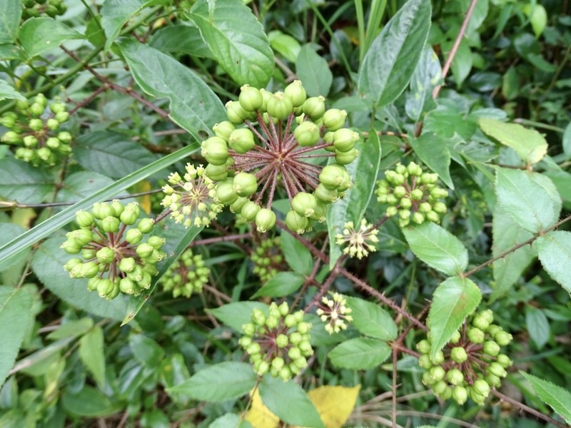 Aralia finlaysoniana photo 4