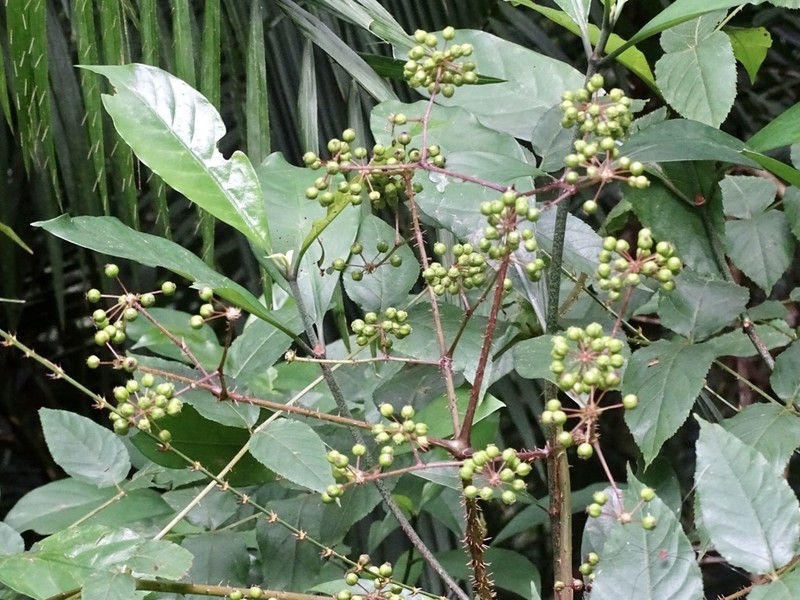 Aralia finlaysoniana photo 5
