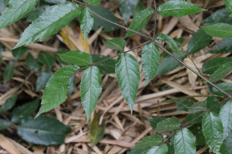 Aralia finlaysoniana photo 6