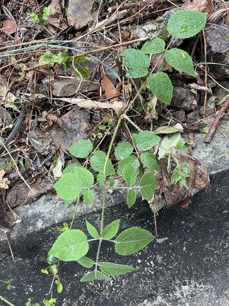 Aralia finlaysoniana photo 7