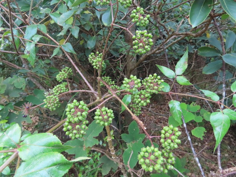 Aralia finlaysoniana photo 8
