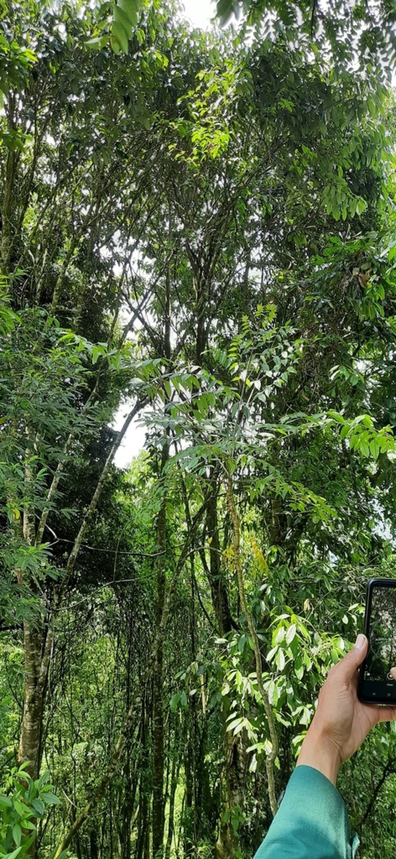 Aralia foliolosa