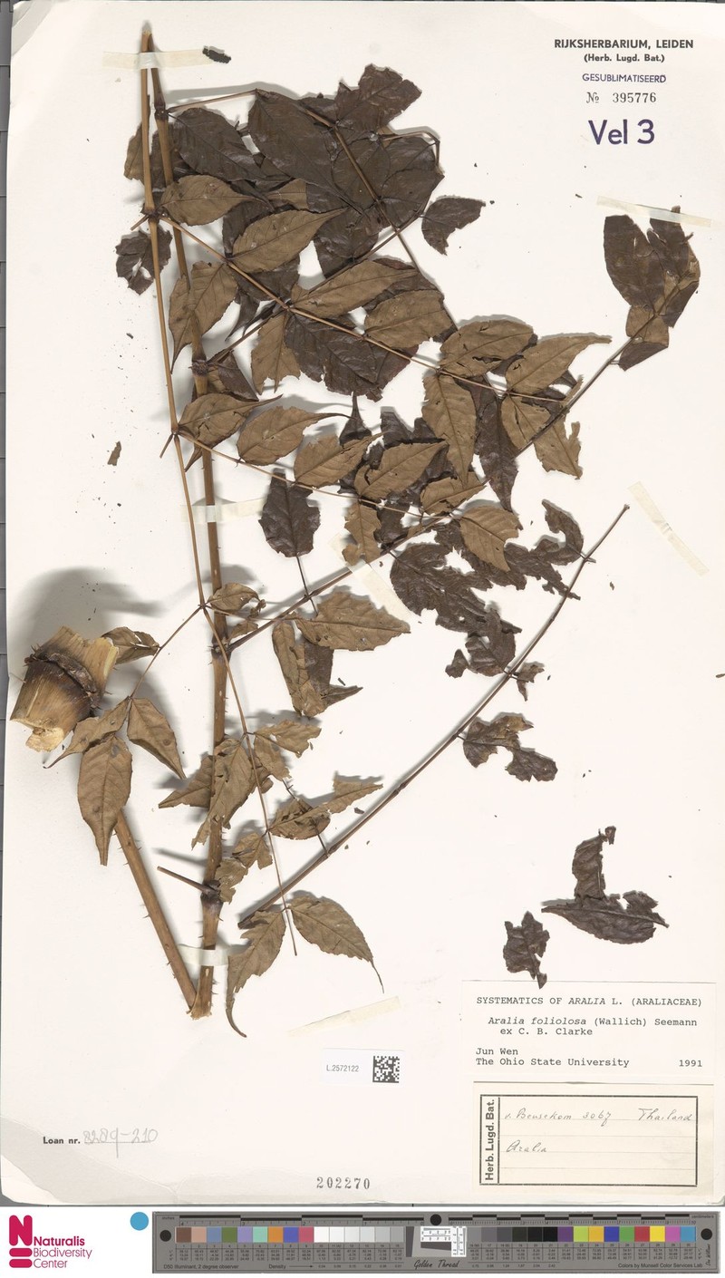 Aralia foliolosa photo 2