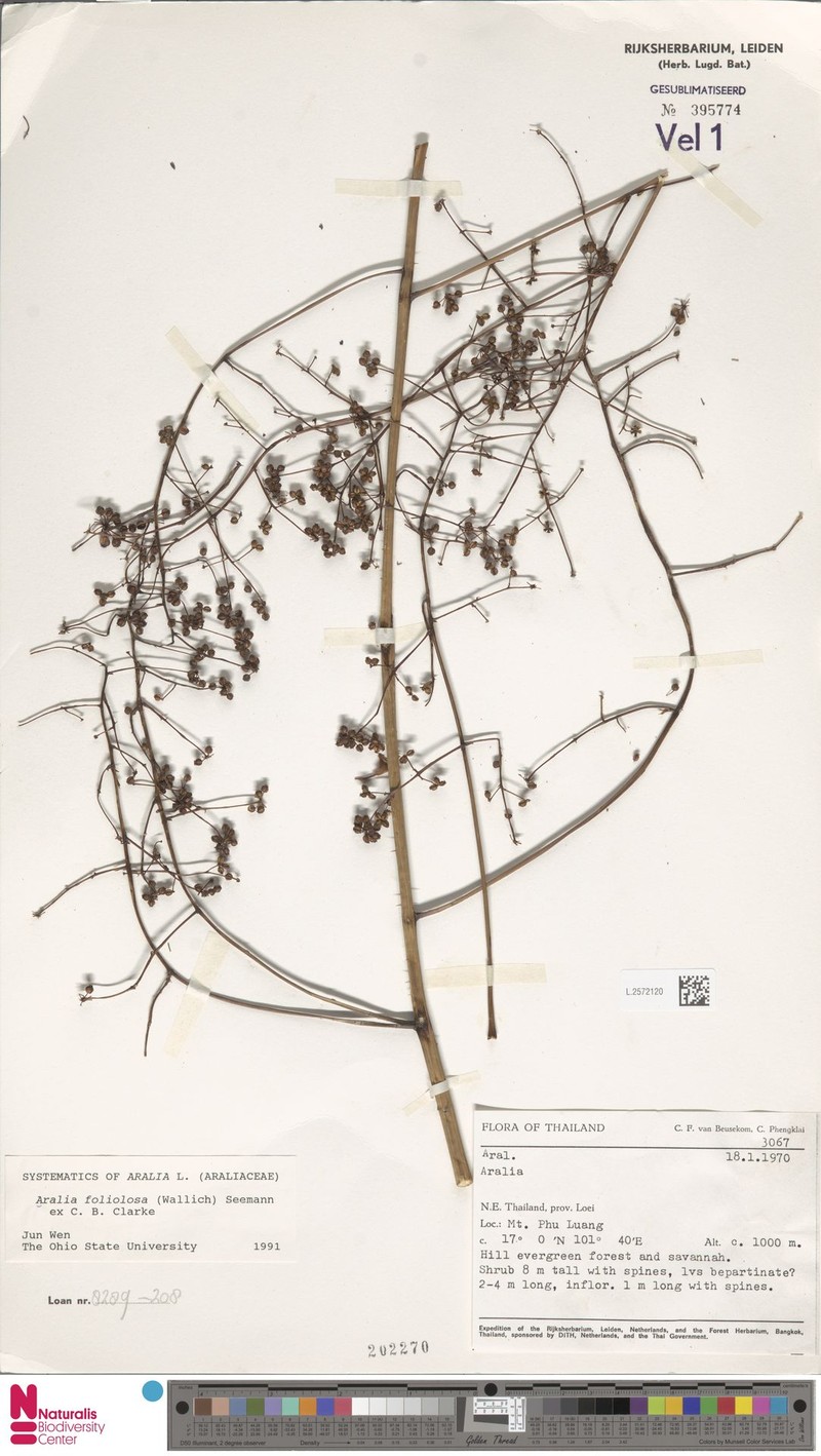 Aralia foliolosa photo 3