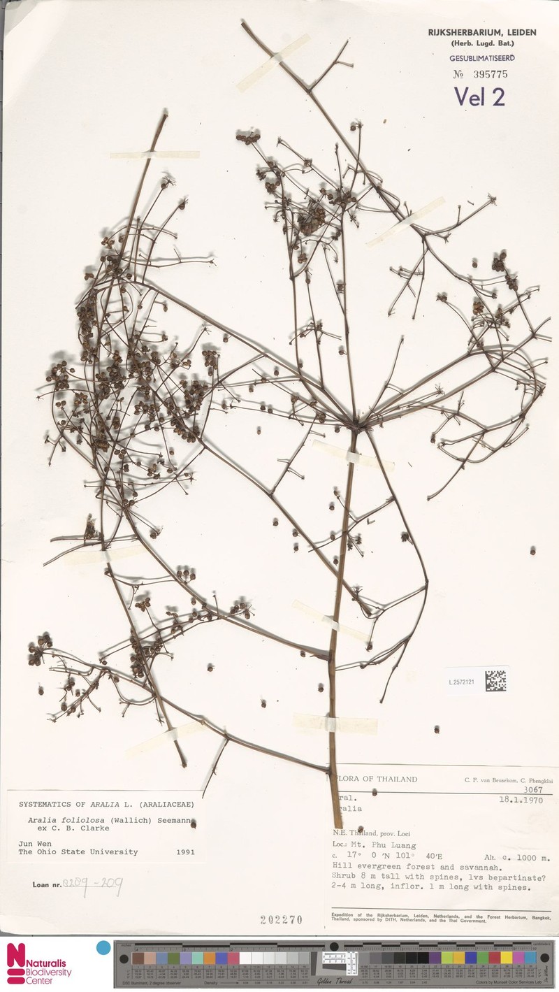 Aralia foliolosa photo 4