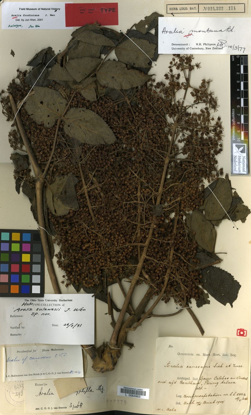 Aralia frodiniana
