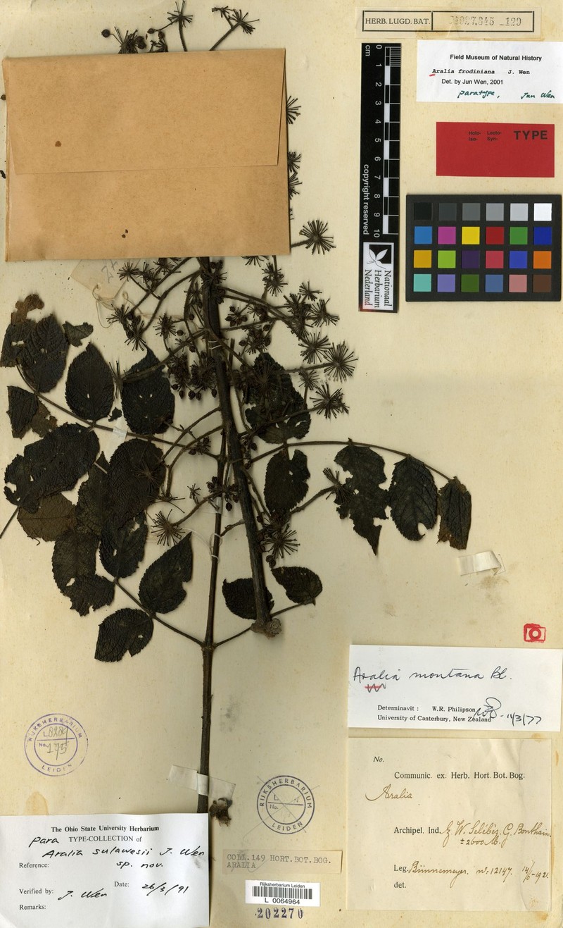 Aralia frodiniana photo 2