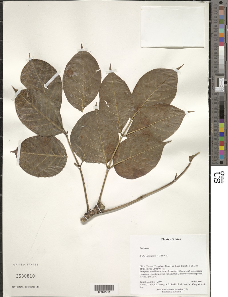 Aralia gigantea