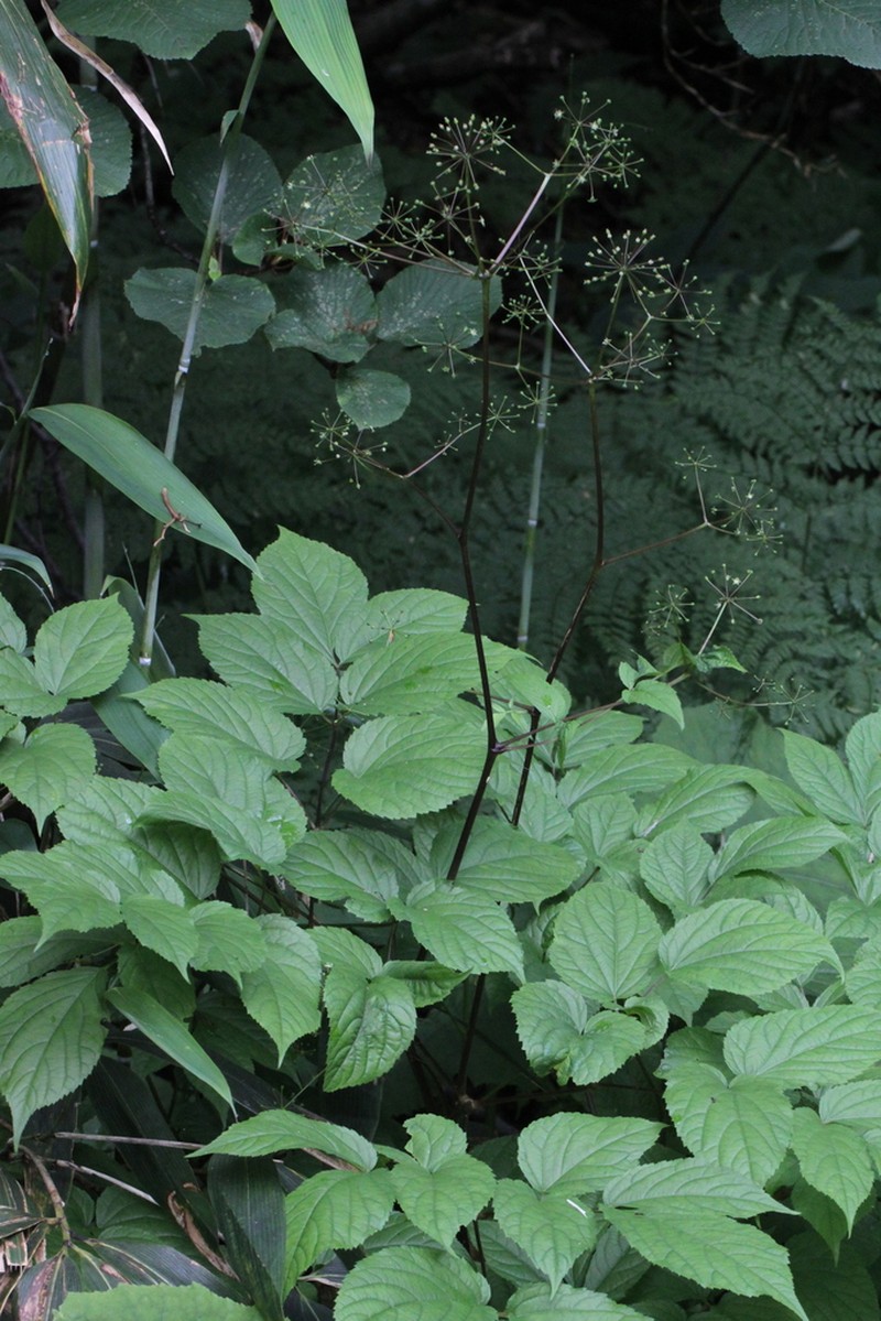 Aralia glabra