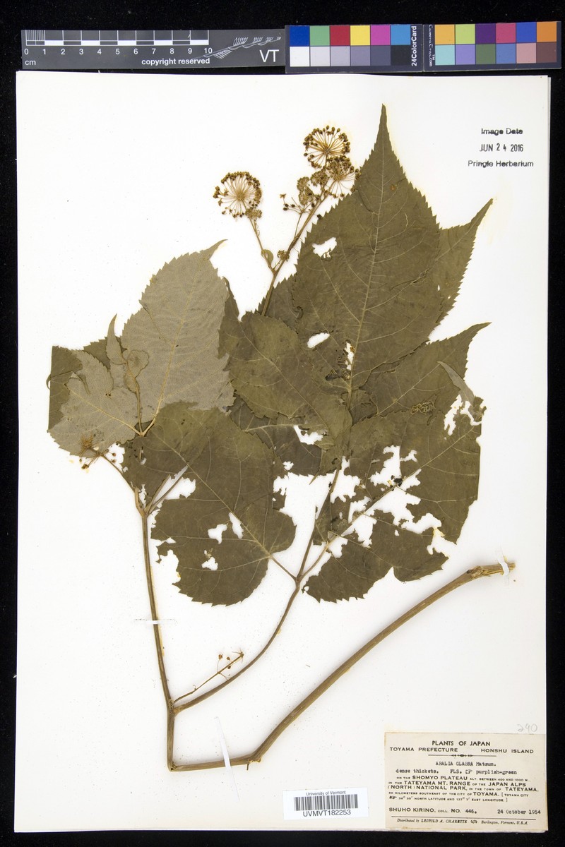 Aralia glabra photo 2