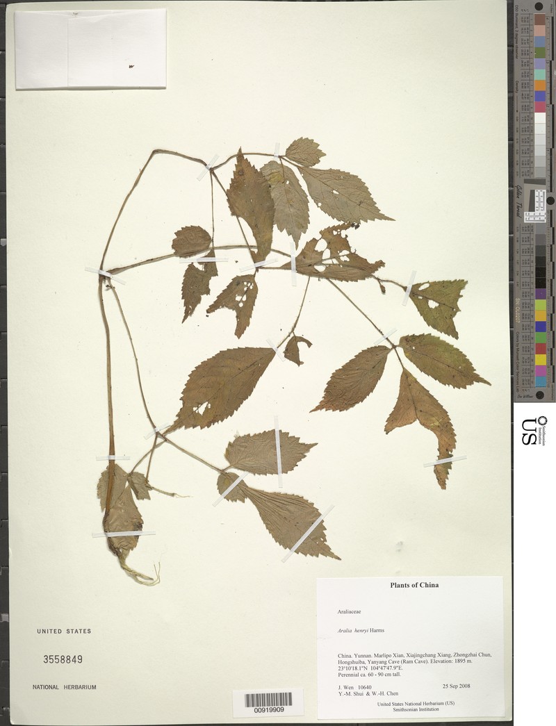 Aralia henryi photo 2