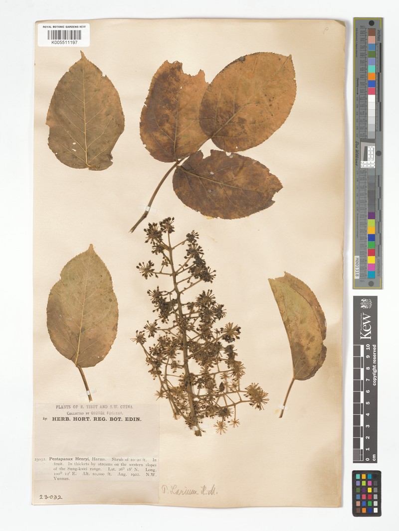 Aralia henryi photo 3