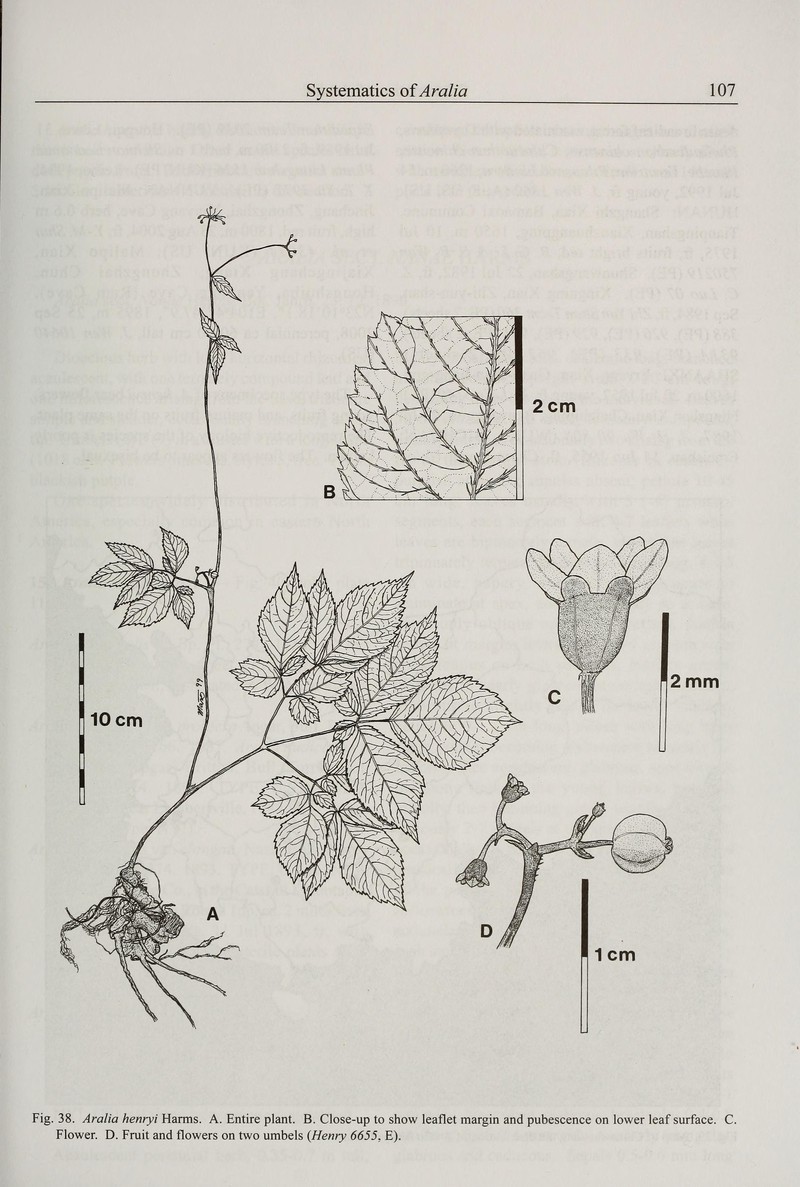 Aralia henryi