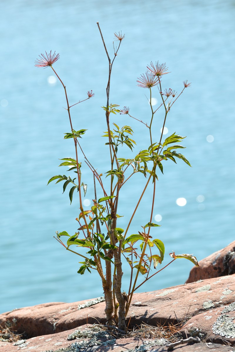 Bristly Sarsaparilla