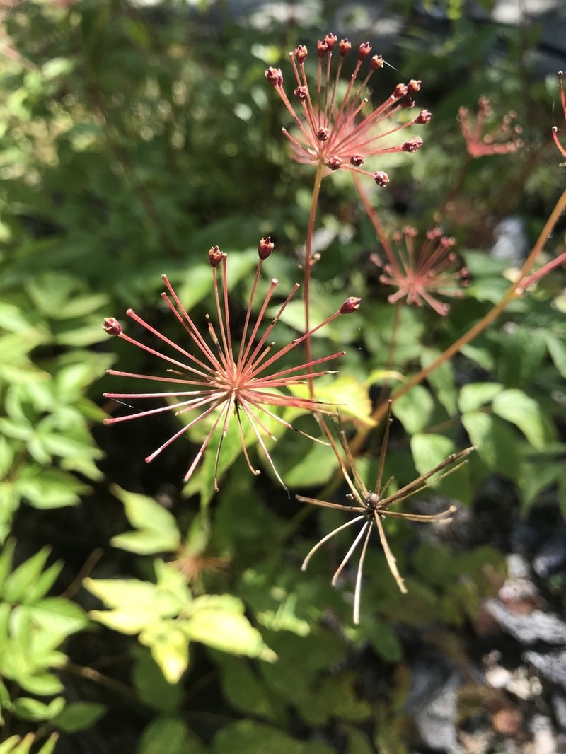 Bristly Sarsaparilla