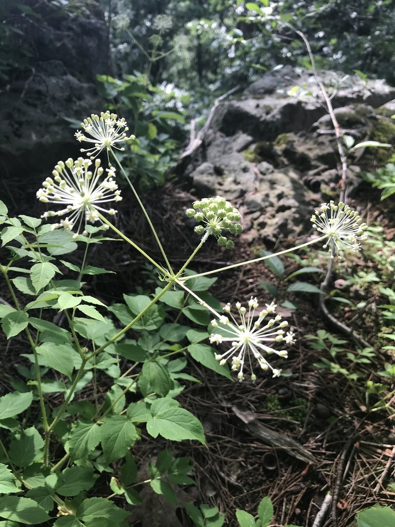 Bristly Sarsaparilla photo 2